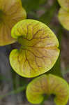 Green pitcherplant